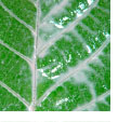 Agrovital vytváří pružnou polopropustnou membránu, díky které plodiny rovnoměrně dozrávají, ztrácejí vlhkost a je zabráněno pronikání vlhkosti dovnitř.
